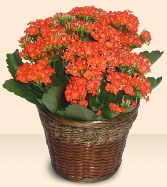  Ankara iek servisi , ieki adresleri  Large Kalanchoe in Basket