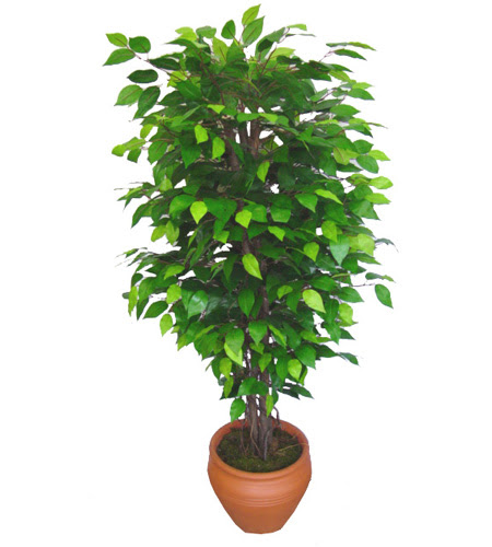 Ficus Benjamin 1,50 cm   Ankara anneler gn iek yolla 