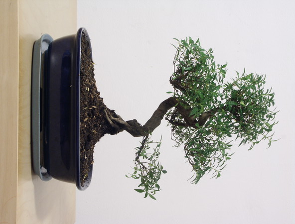 ithal bonsai saksi iegi  Ankara iek siparii vermek 