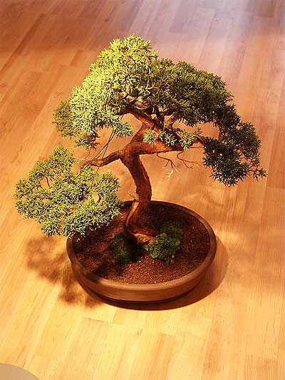 ithal bonsai saksi iegi  Ankara iek maazas , ieki adresleri 