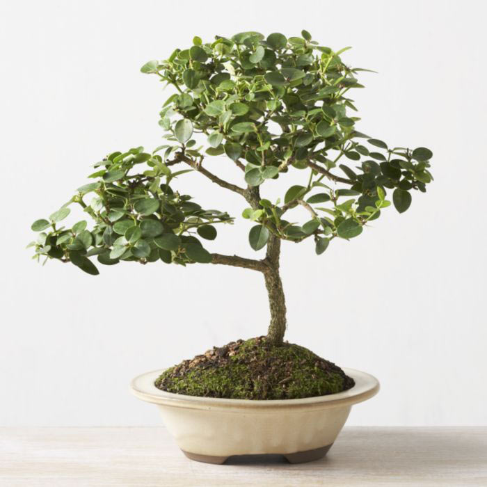 ithal bonsai saksi iegi  Ankara iek online iek siparii 