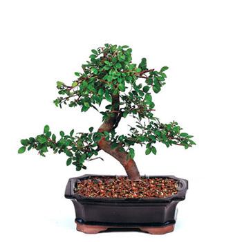 ithal bonsai saksi iegi  Ankara iek siparii vermek 