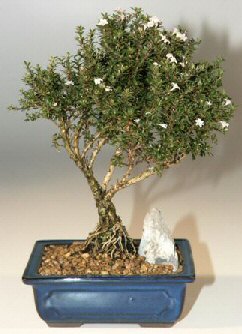  Ankara iek , ieki , iekilik  ithal bonsai saksi iegi  Ankara online iek gnderme sipari 