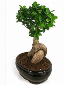 Bonsai saks bitkisi japon aac  Ankara iek siparii sitesi 