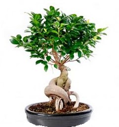 Bonsai Japon aac saks bitkisi  Ankara 14 ubat sevgililer gn iek 