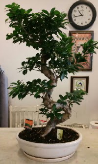 100 cm yksekliinde dev bonsai japon aac  Ankara hediye iek yolla 