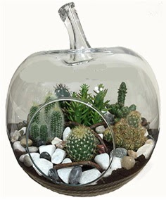 Terrarium tanzim elma camda 5 kakts  Ankara iek siparii sitesi 