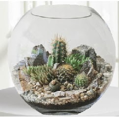 Cam fanus Terrarium 5 kakts  Ankara iek maazas , ieki adresleri 