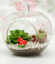 Kk elma terrarium 3 kakts  Ankara online iek gnderme sipari 