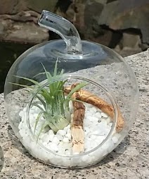 Elma kk boy terrarium 1 kakts  Ankara ieki maazas 