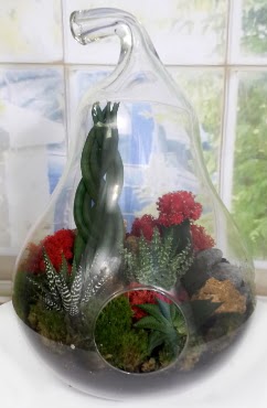 5 adet kakts orta boy armut terrarium  Ankara iek siparii sitesi 