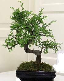 Bonsai saks iei  Ankara 14 ubat sevgililer gn iek 