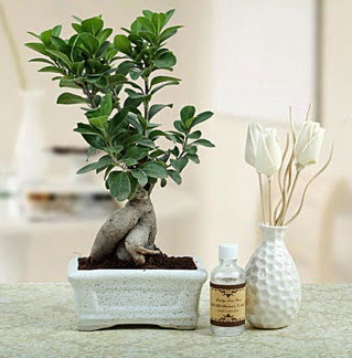 Ginseng ficus bonsai  Ankara iekiler 