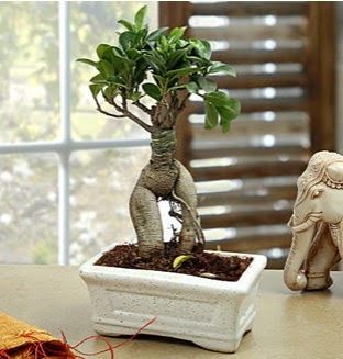 Marvellous Bonsai ginseng  Ankara iek siparii sitesi 