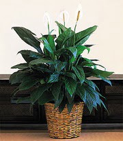  Ankara iek online iek siparii  Large Spathiphyllum