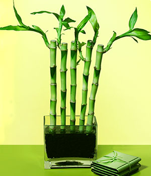  Ankara 14 ubat sevgililer gn iek  Good Harmony Lucky Bamboo