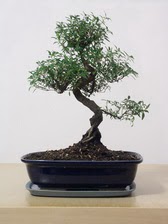 ithal bonsai saksi iegi  Ankara iek siparii vermek 