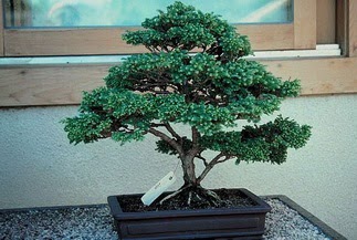 ithal bonsai saksi iegi  Ankara 14 ubat sevgililer gn iek 