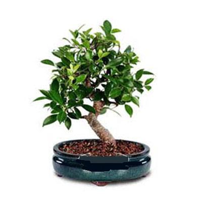 ithal bonsai saksi iegi  Ankara iek siparii sitesi 