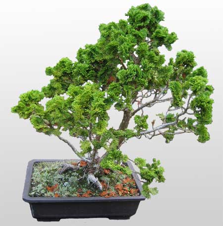 ithal bonsai saksi iegi  Ankara hediye iek yolla 