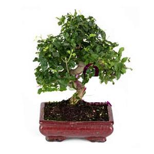 ithal bonsai saksi iegi  Ankara anneler gn iek yolla 