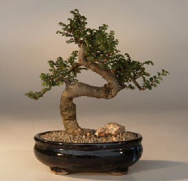 ithal bonsai saksi iegi  Ankara 14 ubat sevgililer gn iek 