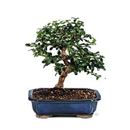  Ankara uluslararas iek gnderme  ithal bonsai saksi iegi  Ankara 14 ubat sevgililer gn iek 