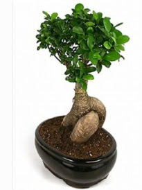 Bonsai saks bitkisi japon aac  Ankara iek siparii sitesi 