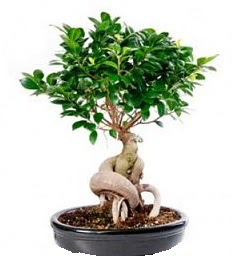 Bonsai Japon aac saks bitkisi  Ankara 14 ubat sevgililer gn iek 