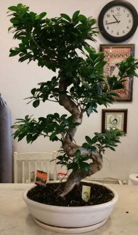 100 cm yksekliinde dev bonsai japon aac  Ankara hediye iek yolla 