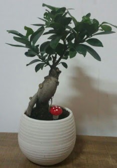 Bonsai japon aac saks iei  Ankara iek gnderme sitemiz gvenlidir 