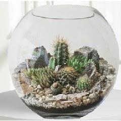 Cam fanus Terrarium 5 kakts  Ankara iek maazas , ieki adresleri 