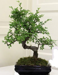 Bonsai saks iei  Ankara 14 ubat sevgililer gn iek 