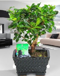 Bonsai japon aac saks bitkisi  Ankara iek sat 