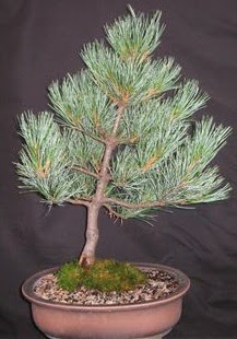 Bonsai am aac japon aac bitkisi  Ankara iek siparii sitesi 