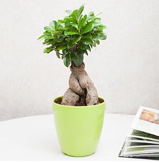 Ficus Ginseng Bonsai  Ankara 14 ubat sevgililer gn iek 