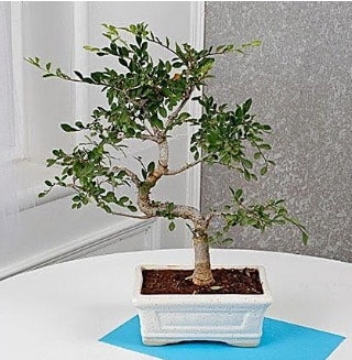 Unique Ulmus S Shaped Bonsai  Ankara iek online iek siparii 